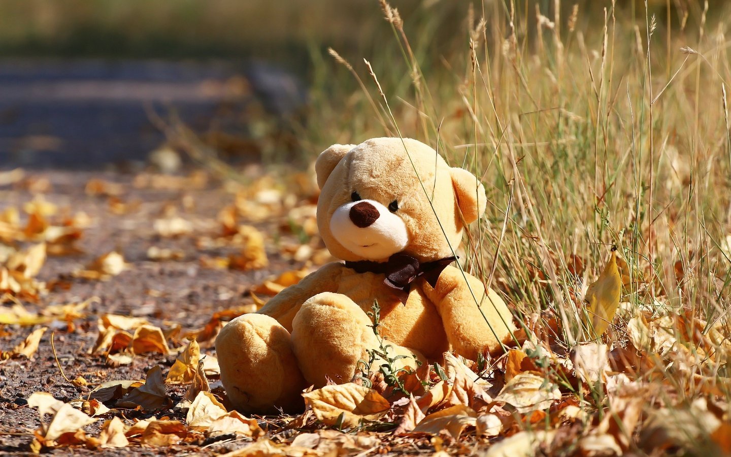 Обои осень, мишка, игрушка, листочки, травка, autumn, bear, toy, leaves, weed разрешение 1920x1280 Загрузить
