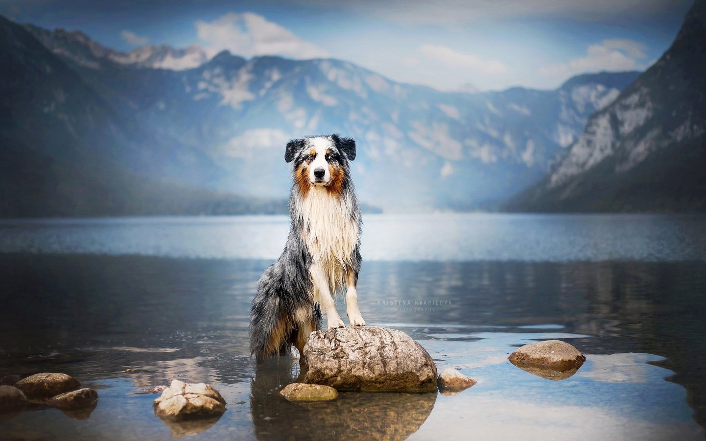 Обои озеро, горы, камни, собака, австралийская овчарка, аусси, lake, mountains, stones, dog, australian shepherd, aussie разрешение 2048x1365 Загрузить