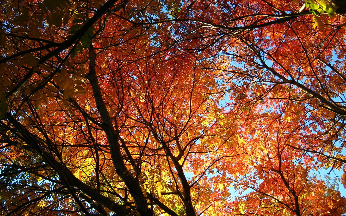 Обои деревья, солнце, листья, осень, рябина, trees, the sun, leaves, autumn, rowan разрешение 3648x2736 Загрузить