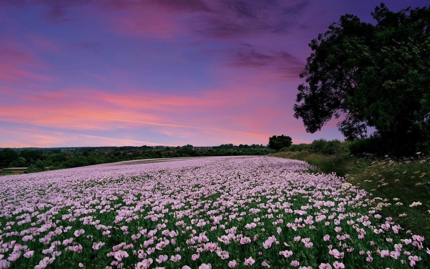 Обои цветы, закат, поле, маки, англия, гэмпшир, flowers, sunset, field, maki, england, hampshire разрешение 2048x1298 Загрузить