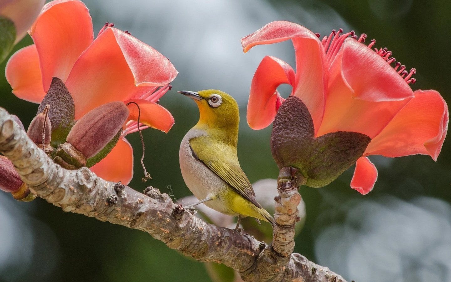 Обои цветы, птица, flowers, bird разрешение 1920x1200 Загрузить