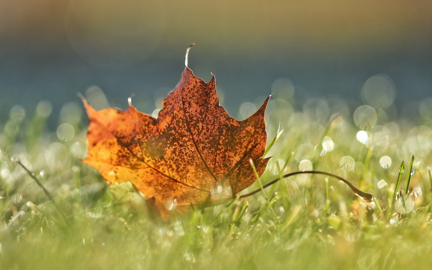 Обои трава, макро, осень, лист, grass, macro, autumn, sheet разрешение 1920x1200 Загрузить