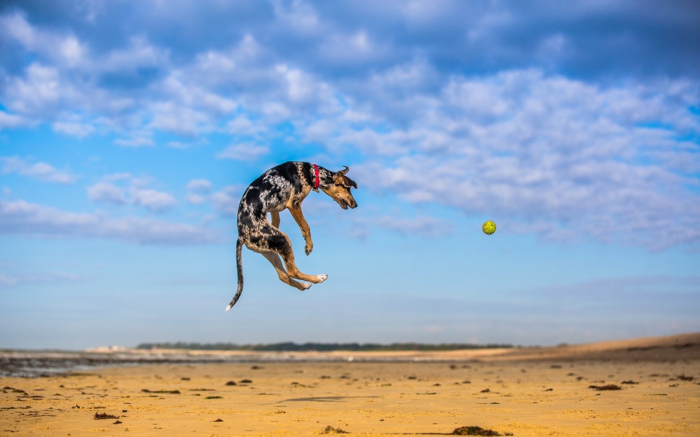 Обои небо, природа, песок, собака, прыжок, игра, мяч, мячик, paul loader, the sky, nature, sand, dog, jump, the game, the ball разрешение 2048x1365 Загрузить