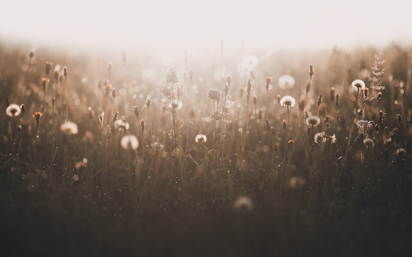 Обои трава, природа, растения, туман, поле, лето, одуванчики, grass, nature, plants, fog, field, summer, dandelions разрешение 2048x1365 Загрузить