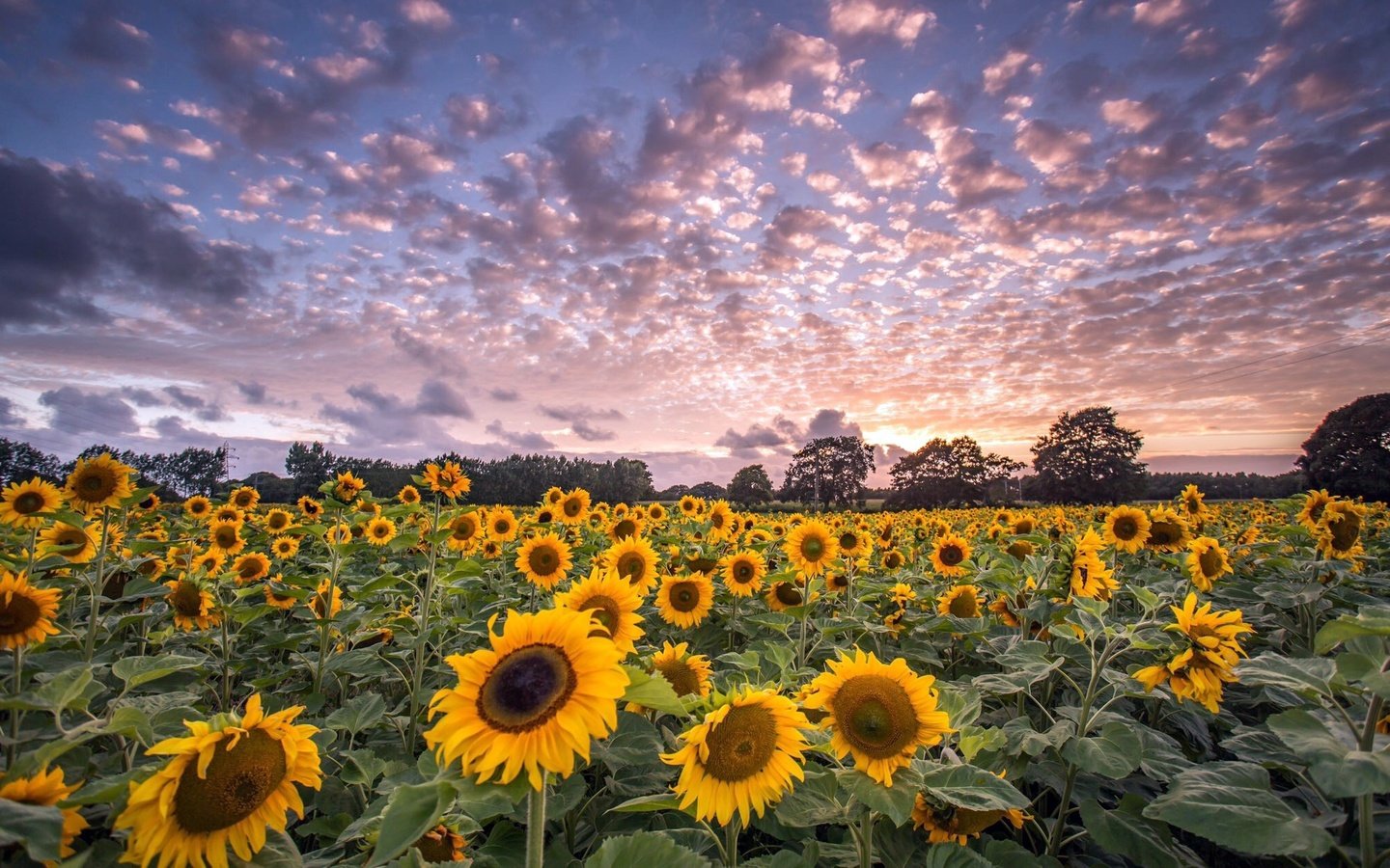 Обои небо, цветы, облака, деревья, поле, горизонт, подсолнухи, the sky, flowers, clouds, trees, field, horizon, sunflowers разрешение 2048x1264 Загрузить