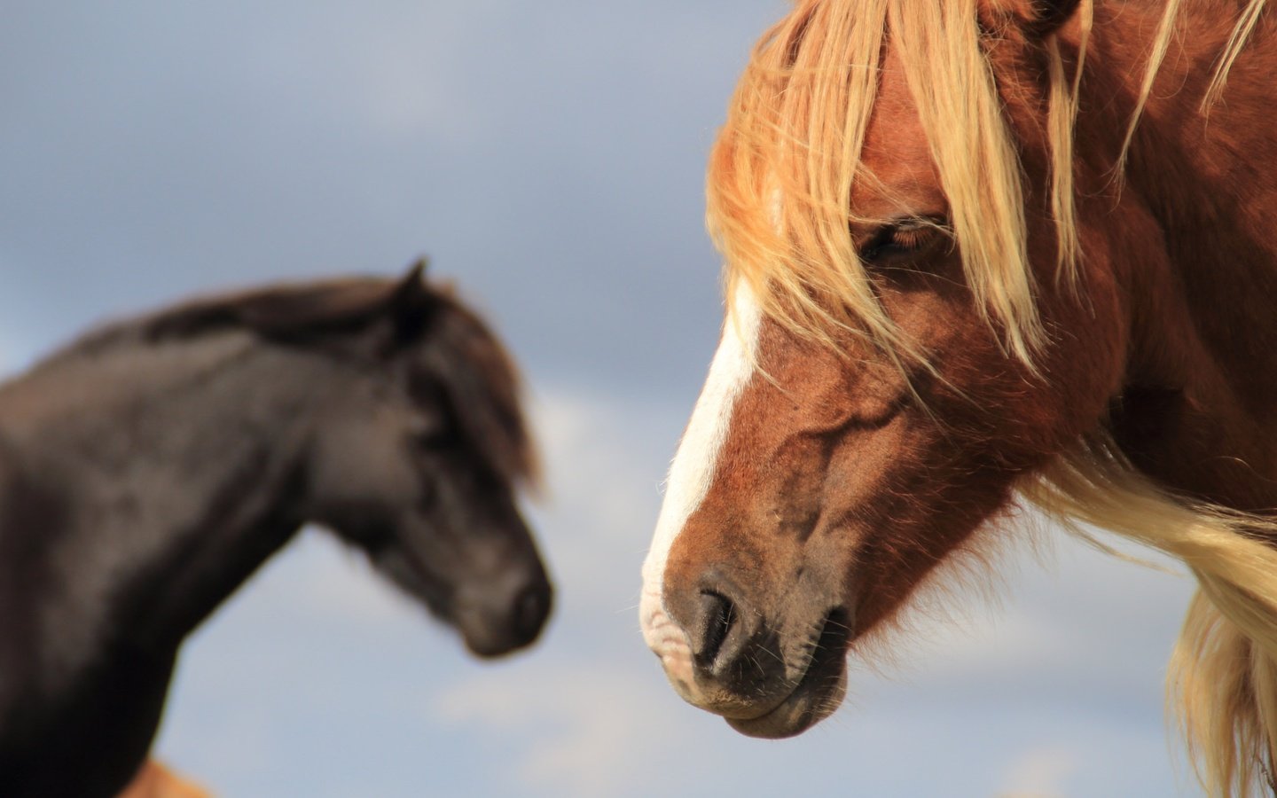 Обои лошадь, фон, конь, грива, horse, background, mane разрешение 2048x1365 Загрузить