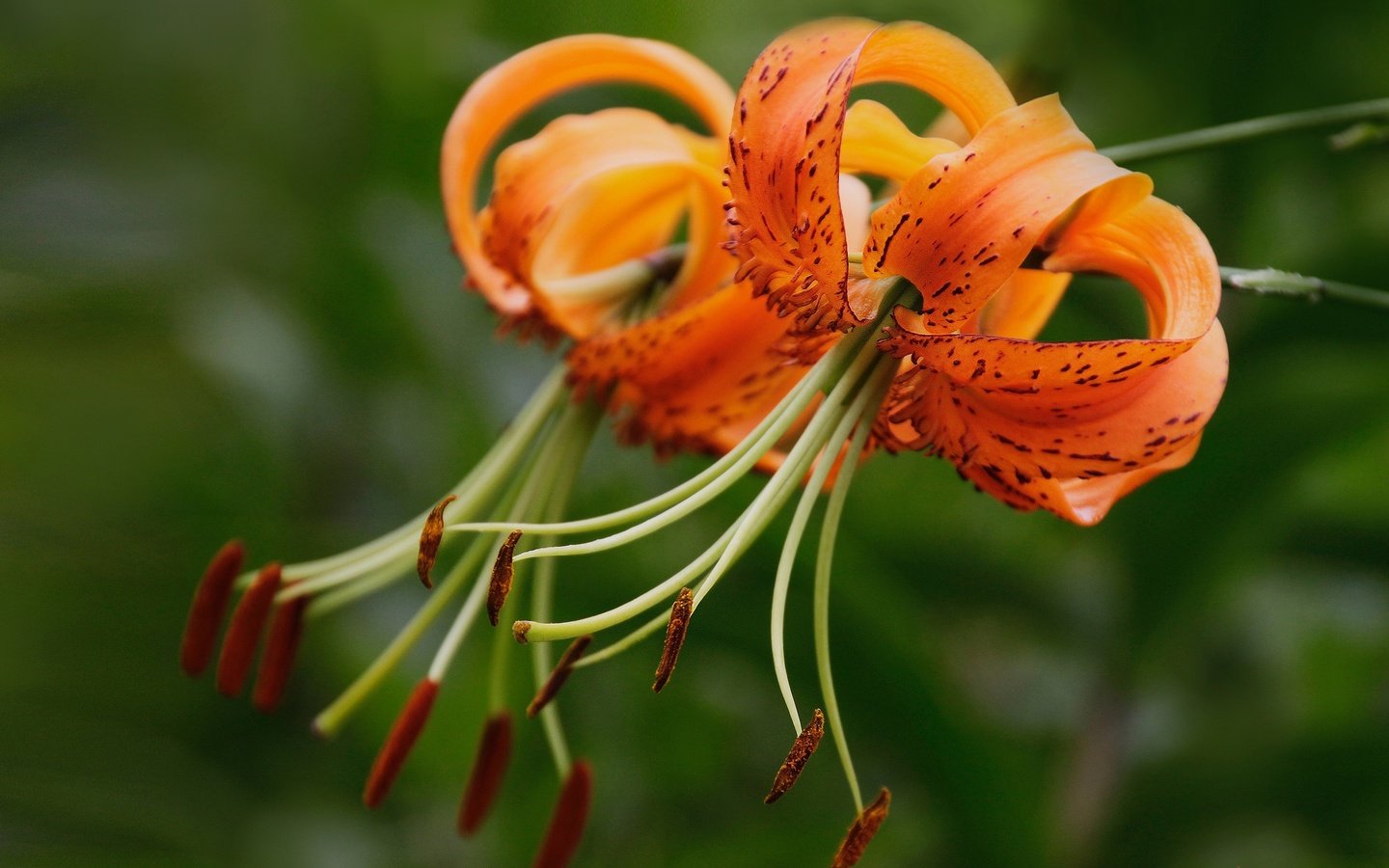 Обои цветы, макро, тычинки, лилии, боке, тигровая лилия, flowers, macro, stamens, lily, bokeh, tiger lily разрешение 2048x1428 Загрузить