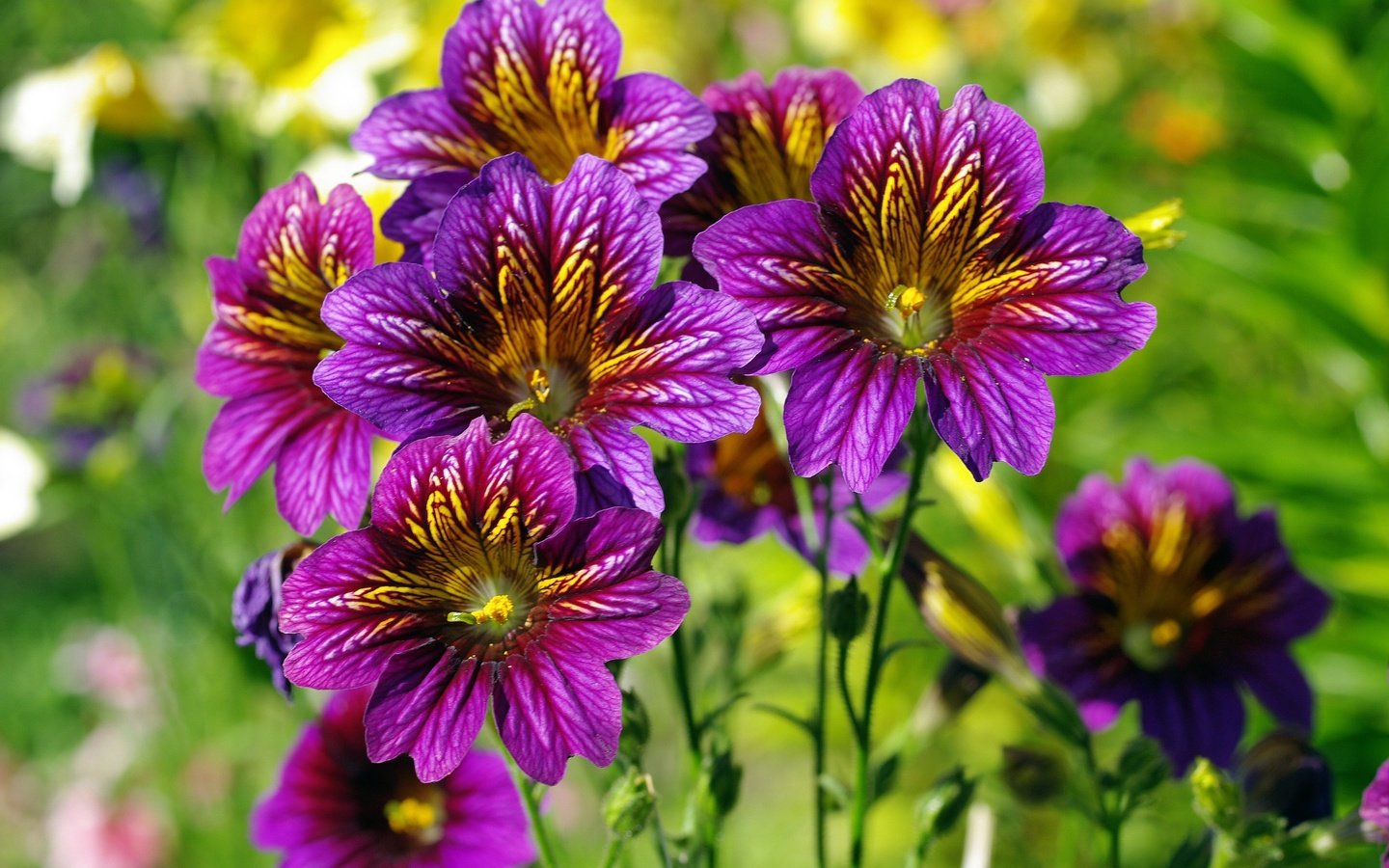 Обои цветы, природа, лето, фиолетовые цветы, сальпиглоссис, flowers, nature, summer, purple flowers, salpiglossis разрешение 2232x1517 Загрузить