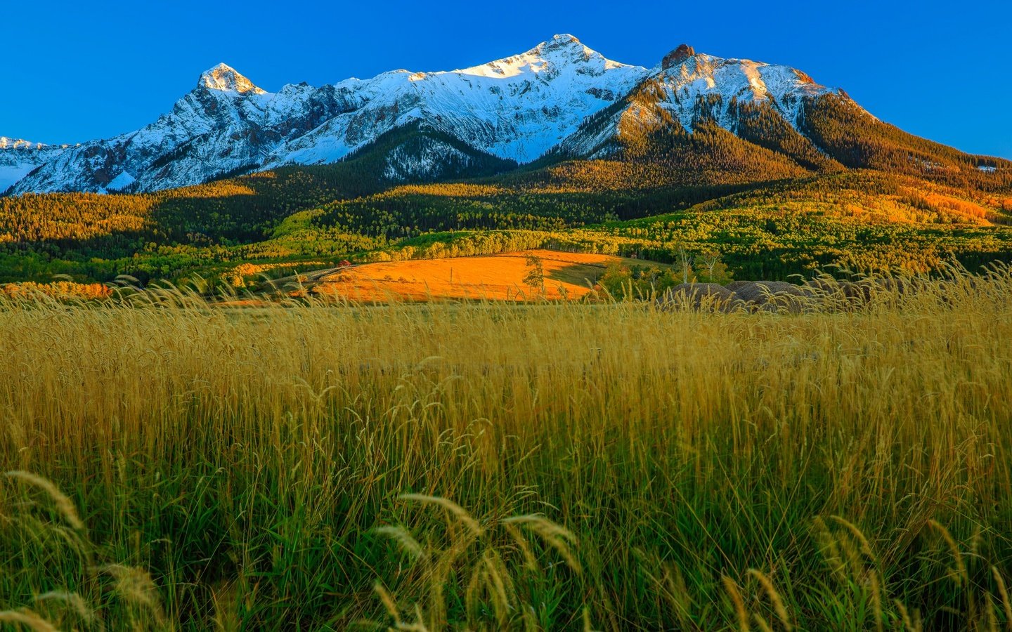 Обои трава, горы, осень, сша, колорадо, аспен, grass, mountains, autumn, usa, colorado, aspen разрешение 1920x1225 Загрузить