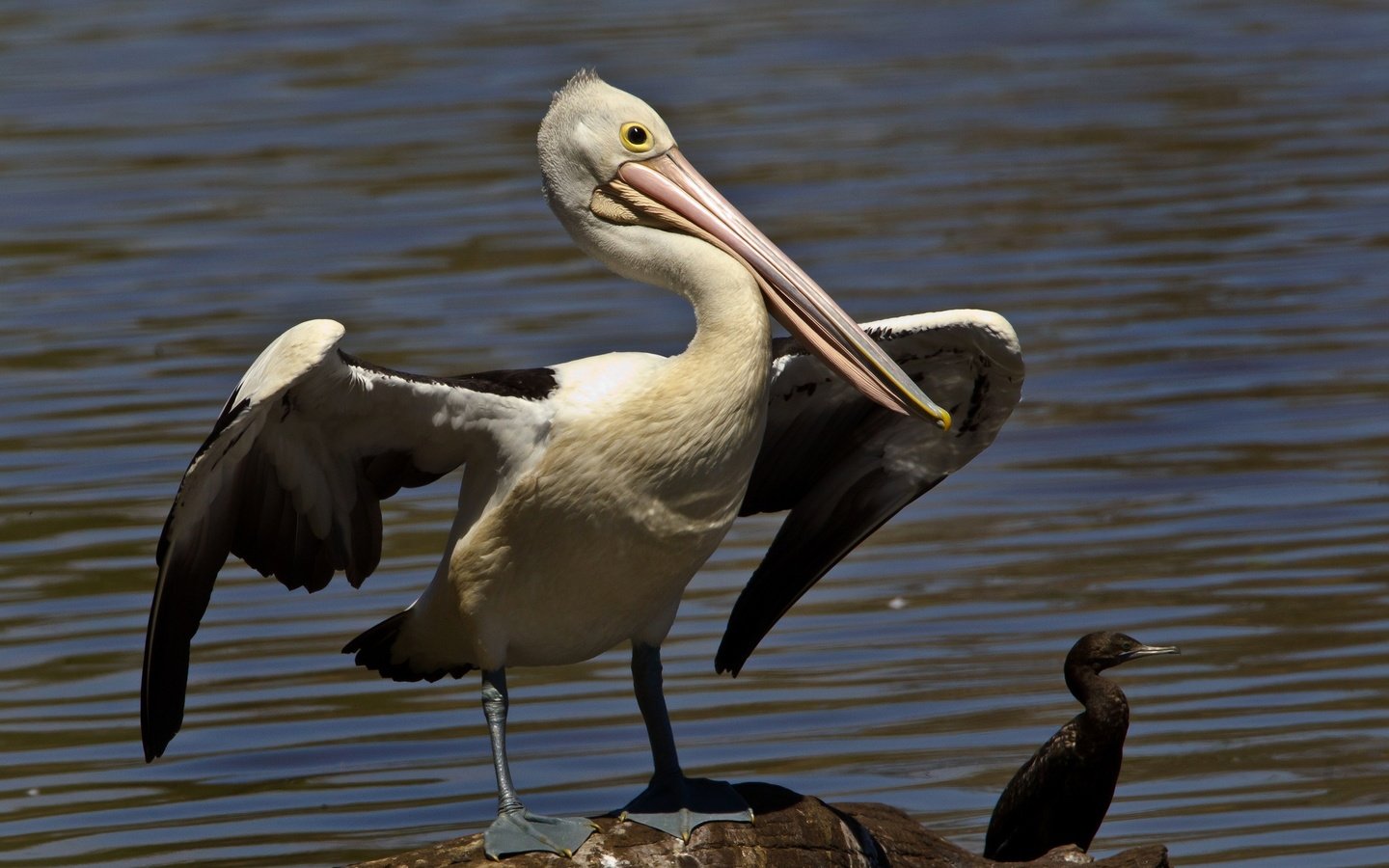 Обои вода, крылья, птицы, птица, клюв, пеликан, баклан, water, wings, birds, bird, beak, pelican, cormorant разрешение 2048x1377 Загрузить