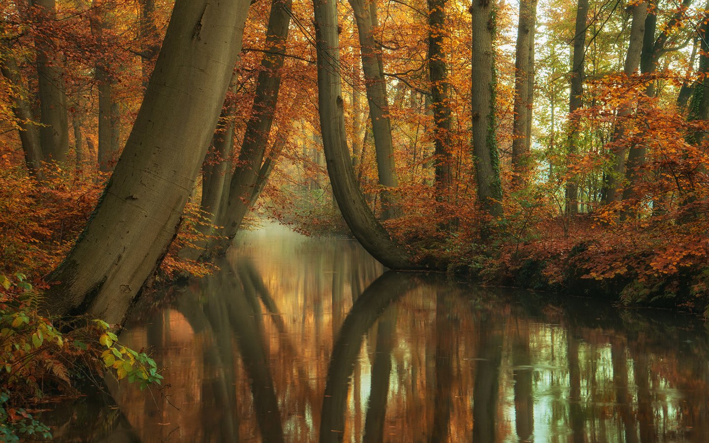 Обои деревья, река, природа, лес, отражение, стволы, осень, trees, river, nature, forest, reflection, trunks, autumn разрешение 1920x1200 Загрузить