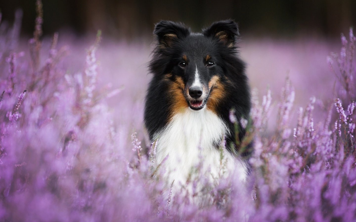 Обои цветы, мордочка, взгляд, собака, шелти, aleksandra kielreuter, flowers, muzzle, look, dog, sheltie разрешение 1920x1200 Загрузить