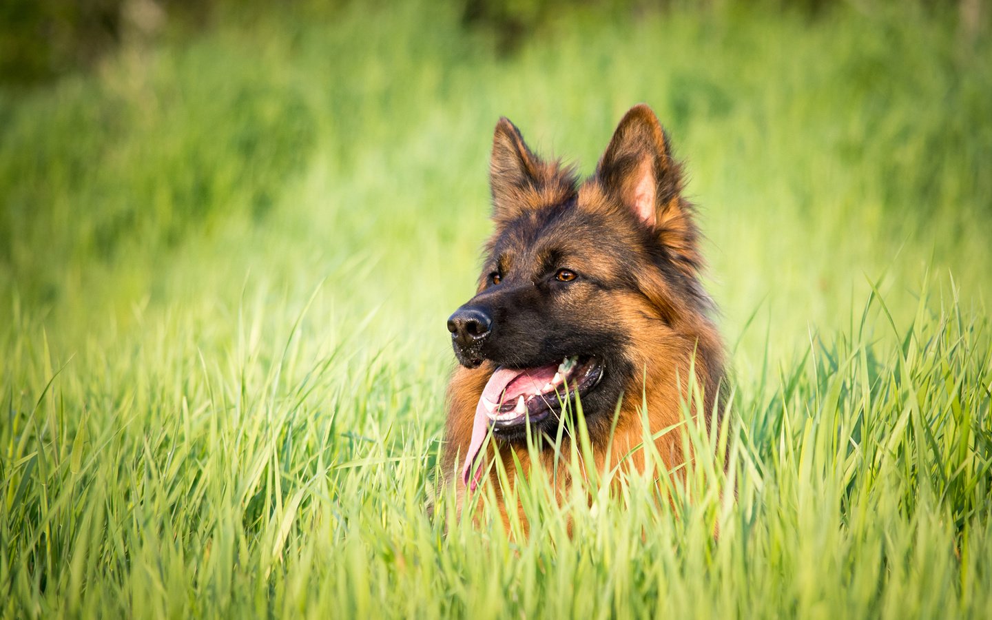 Обои трава, собака, язык, немецкая овчарка, j.wiselka, grass, dog, language, german shepherd разрешение 1920x1200 Загрузить