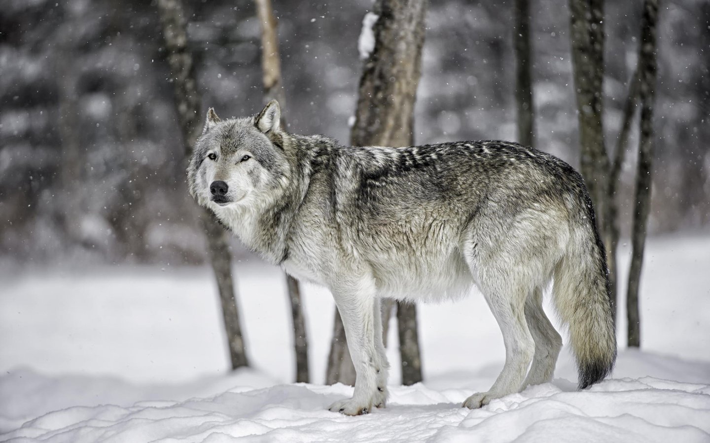 Обои снег, лес, зима, хищник, волк, волк в лесу, daniel parent, snow, forest, winter, predator, wolf, wolf in the forest разрешение 1920x1200 Загрузить