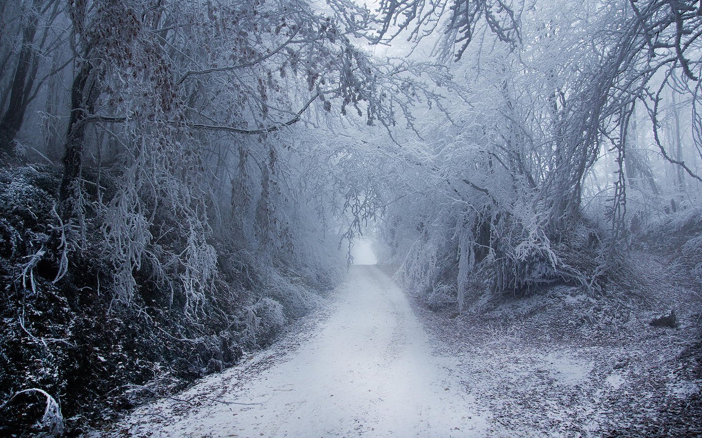 Обои деревья, природа, лес, зима, парк, туман, ветки, иней, trees, nature, forest, winter, park, fog, branches, frost разрешение 1920x1200 Загрузить