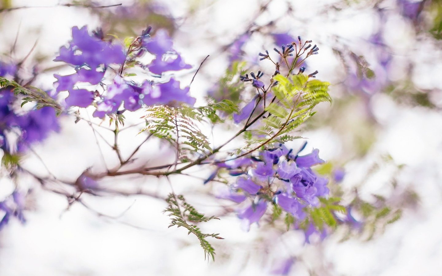 Обои цветы, цветение, листья, ветки, весна, соцветия, жакаранда, flowers, flowering, leaves, branches, spring, inflorescence, jacaranda разрешение 1920x1200 Загрузить