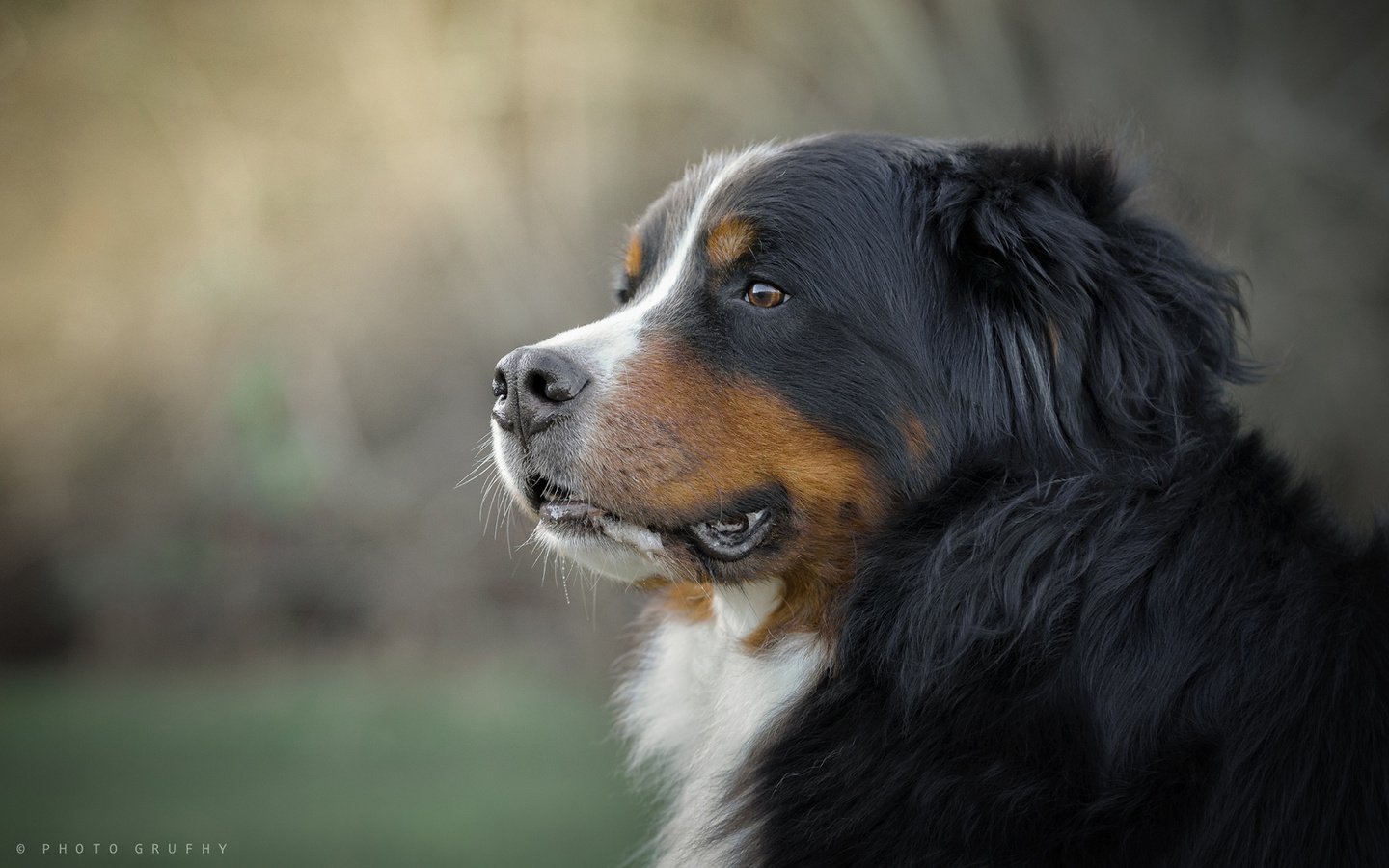 Обои морда, взгляд, собака, бернский зенненхунд, gordon rufh, face, look, dog, bernese mountain dog разрешение 1920x1200 Загрузить