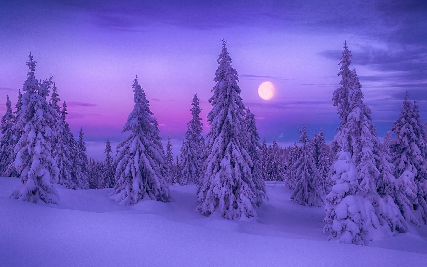 Обои ночь, деревья, снег, природа, лес, зима, луна, ели, night, trees, snow, nature, forest, winter, the moon, ate разрешение 1920x1200 Загрузить