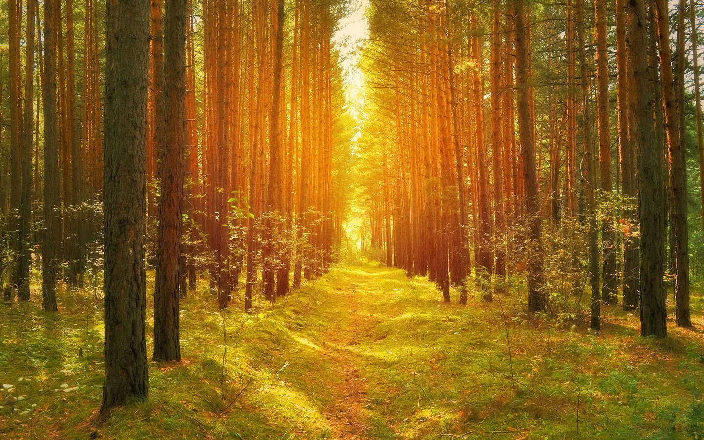 Обои деревья, солнце, природа, лес, стволы, осень, тропинка, trees, the sun, nature, forest, trunks, autumn, path разрешение 1920x1200 Загрузить