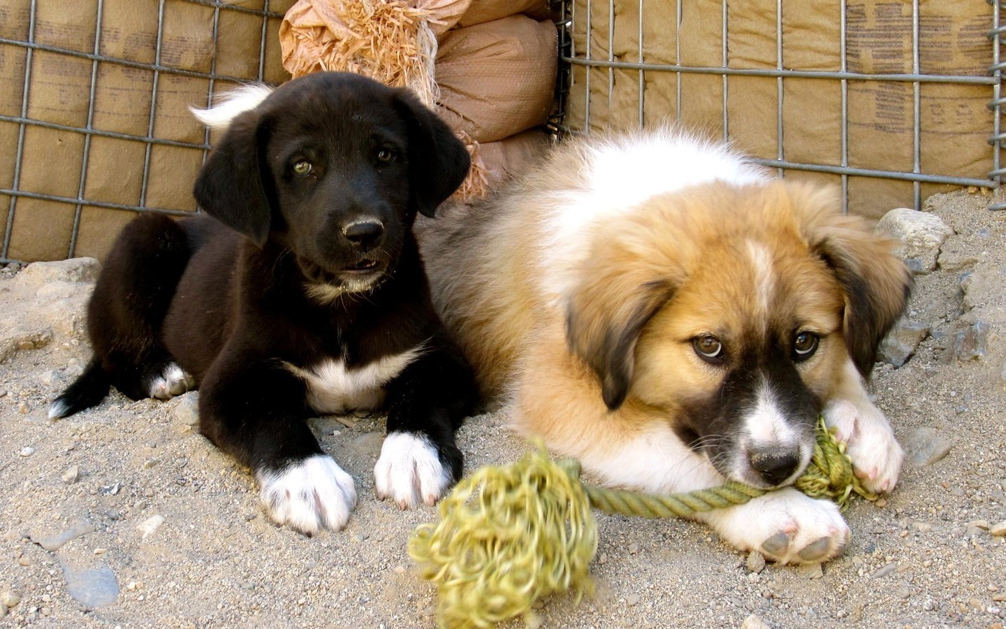 Обои взгляд, щенки, собаки, мордочки, приют, look, puppies, dogs, faces, shelter разрешение 2200x1560 Загрузить