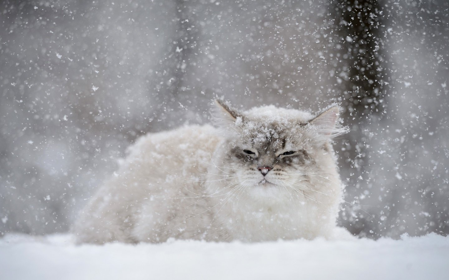 Обои снег, зима, кот, мордочка, усы, кошка, взгляд, снегопад, snow, winter, cat, muzzle, mustache, look, snowfall разрешение 2880x1800 Загрузить