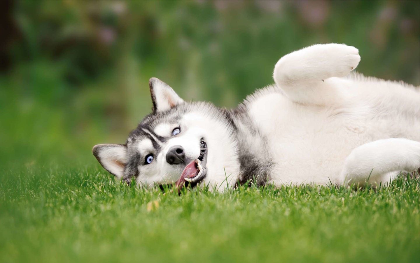 Обои глаза, трава, взгляд, собака, хаски, eyes, grass, look, dog, husky разрешение 1920x1200 Загрузить