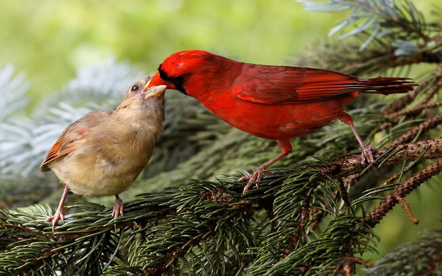 Обои природа, хвоя, ветки, птицы, клюв, кардинал, зяблик, nature, needles, branches, birds, beak, cardinal, chaffinch разрешение 1920x1200 Загрузить