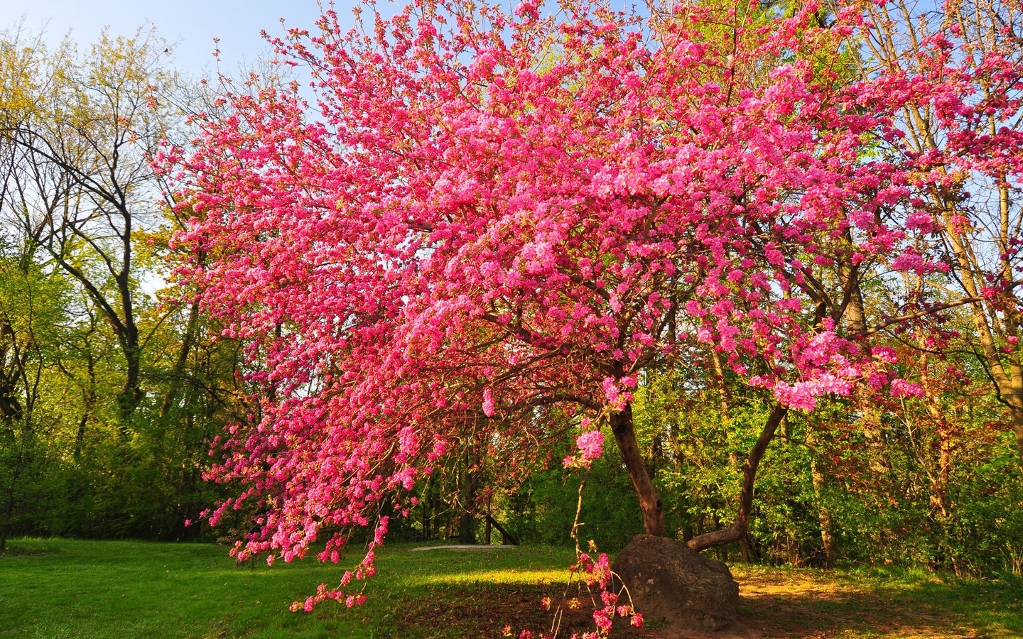 Обои цветы, дерево, цветение, сад, весна, flowers, tree, flowering, garden, spring разрешение 2048x1359 Загрузить