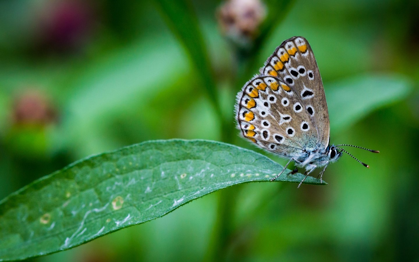 Обои насекомое, бабочка, крылья, лист, растение, insect, butterfly, wings, sheet, plant разрешение 3840x2160 Загрузить