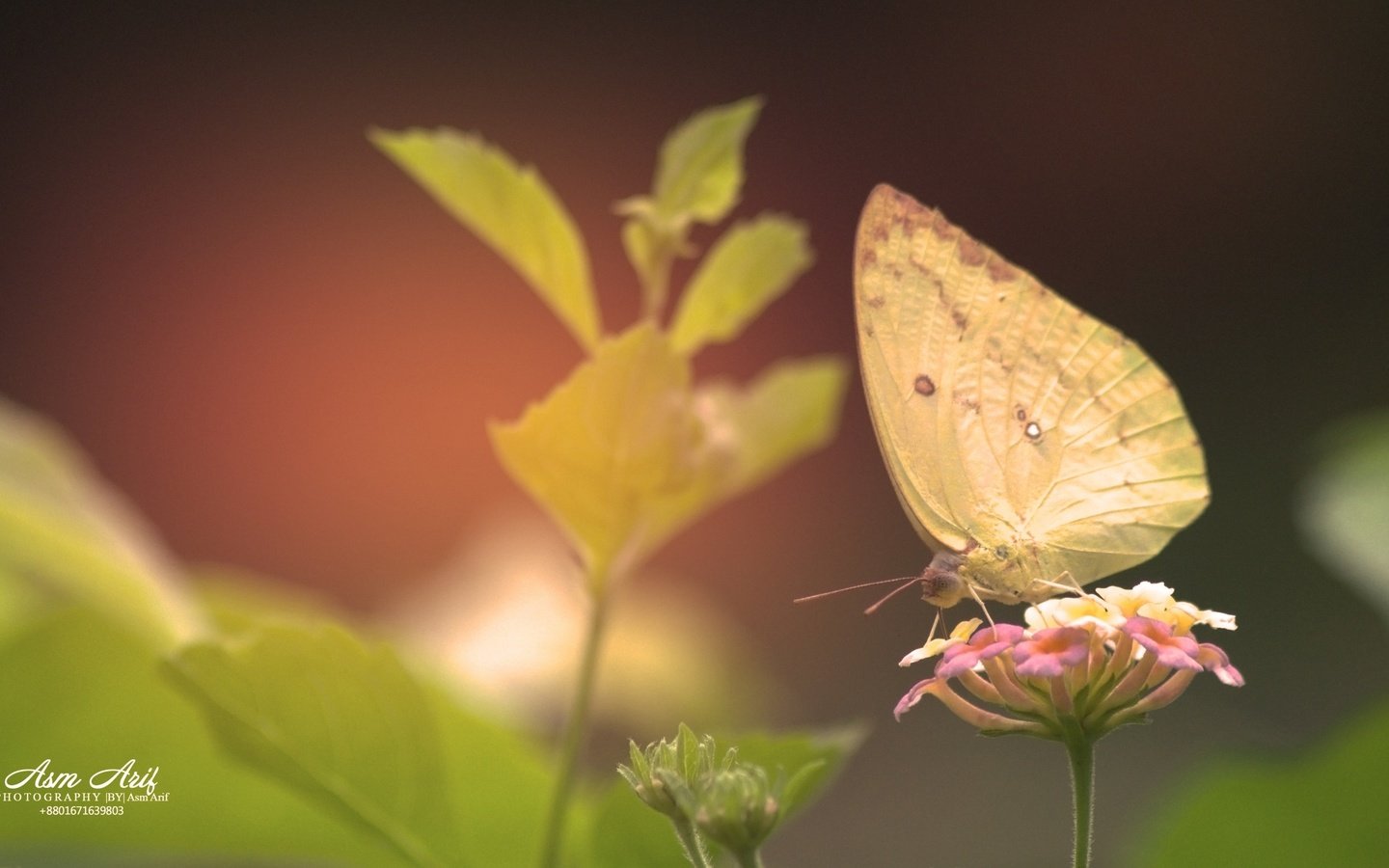 Обои цветы, растения, листья, насекомое, бабочка, крылья, flowers, plants, leaves, insect, butterfly, wings разрешение 3840x2160 Загрузить