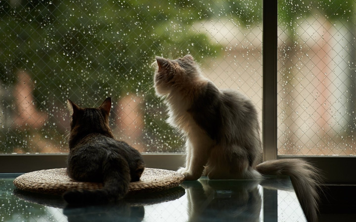 Обои капли, дождь, пушистые, коты, окно, кошки, drops, rain, fluffy, cats, window разрешение 2048x1152 Загрузить