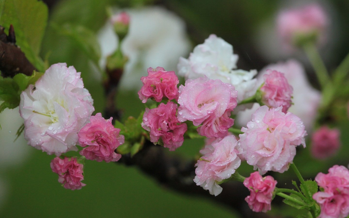 Обои цветы, цветение, весна, вишня, капли воды, flowers, flowering, spring, cherry, water drops разрешение 4752x3168 Загрузить