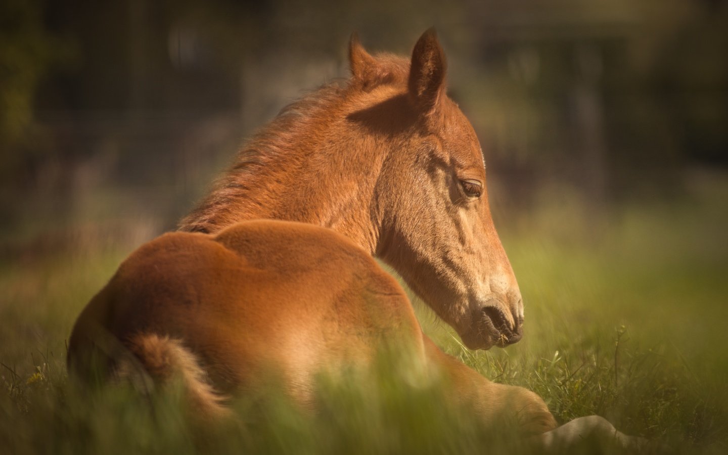 Обои лошадь, трава, животное, конь, horse, grass, animal разрешение 6000x4000 Загрузить