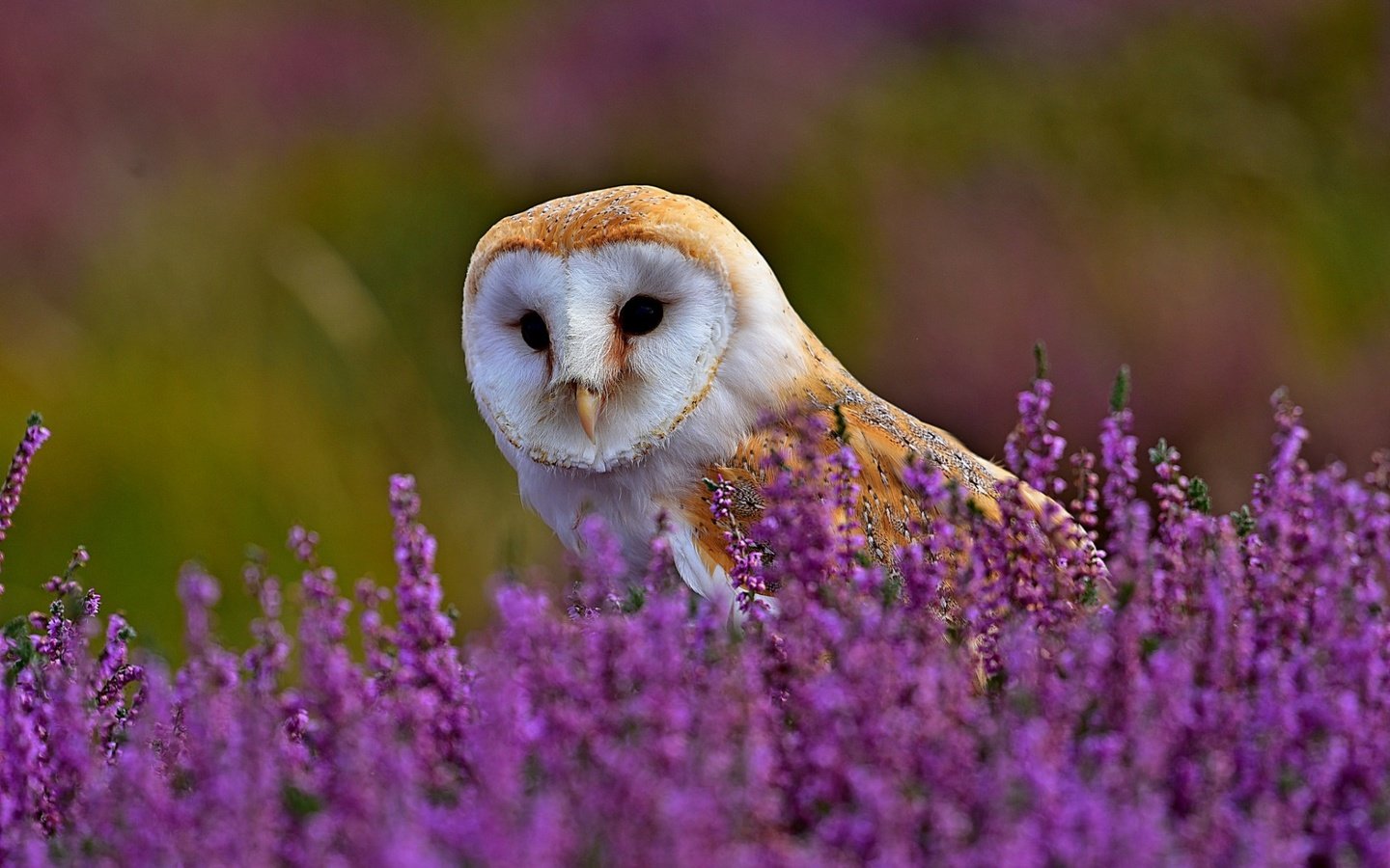 Обои цветы, трава, сова, природа, поле, птица, вереск, сипуха, flowers, grass, owl, nature, field, bird, heather, the barn owl разрешение 1920x1200 Загрузить