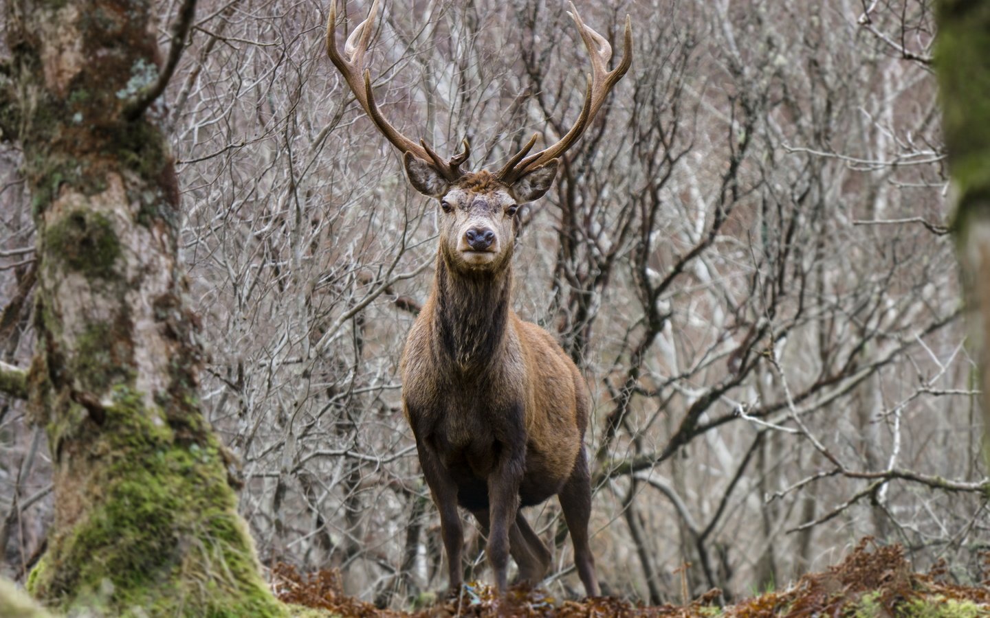 Обои деревья, природа, лес, олень, ветки, мох, животное, рога, trees, nature, forest, deer, branches, moss, animal, horns разрешение 2560x1707 Загрузить