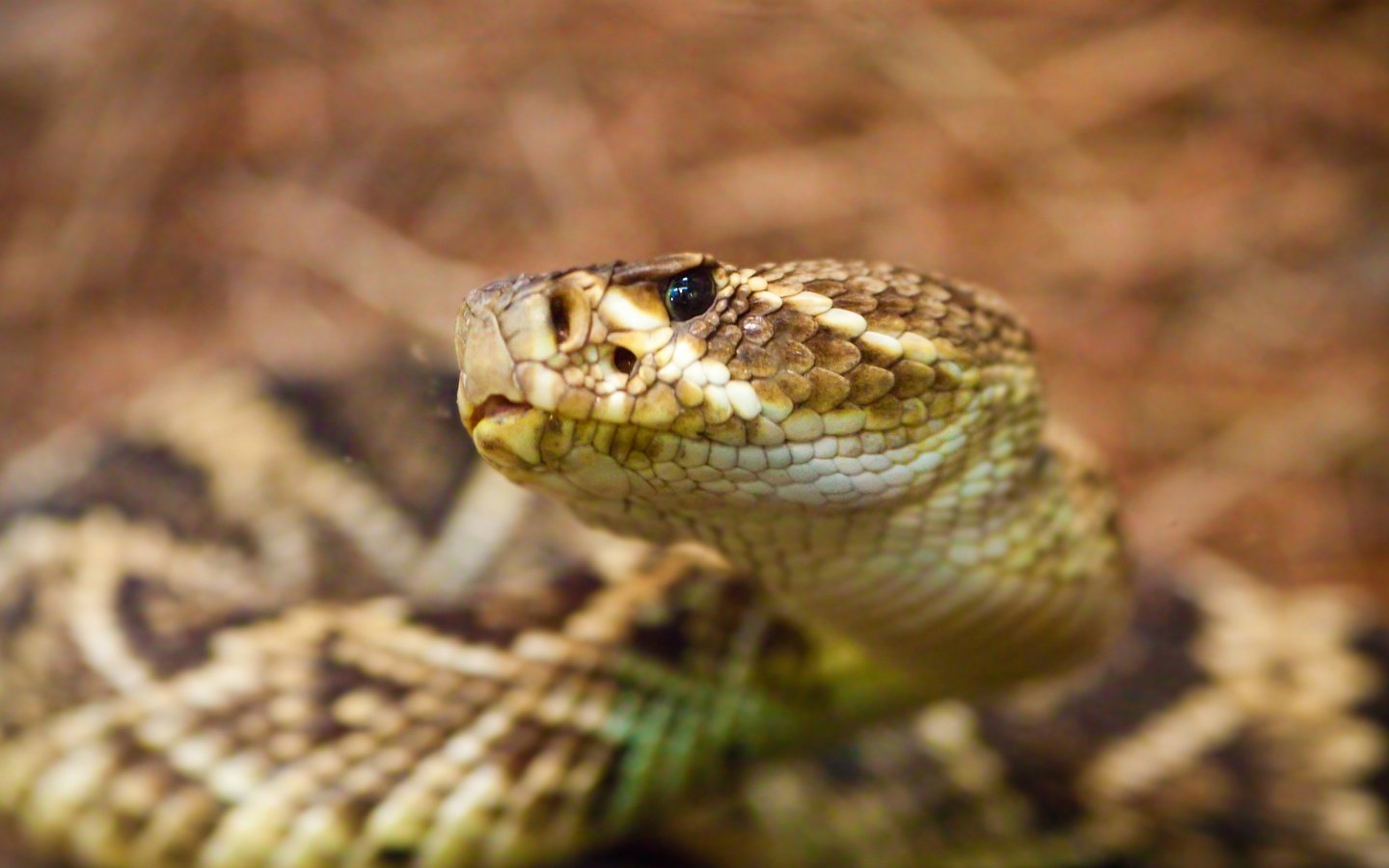 Обои змея, рептилия, гадюка, гремучая змея, snake, reptile, viper, rattlesnake разрешение 3840x2160 Загрузить