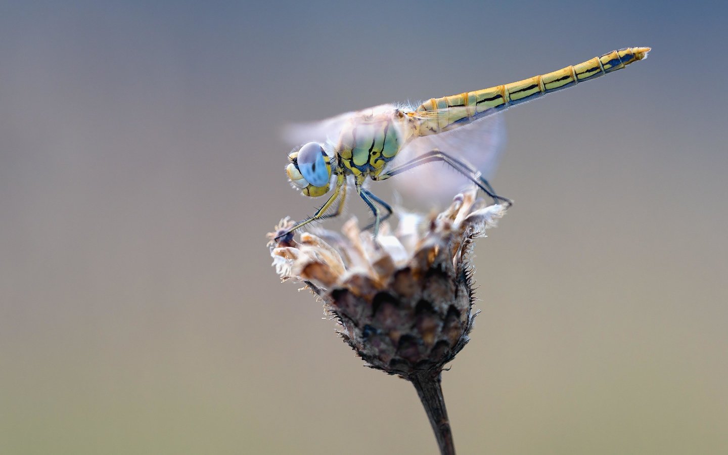 Обои макро, насекомое, крылья, стрекоза, растение, macro, insect, wings, dragonfly, plant разрешение 5315x3543 Загрузить