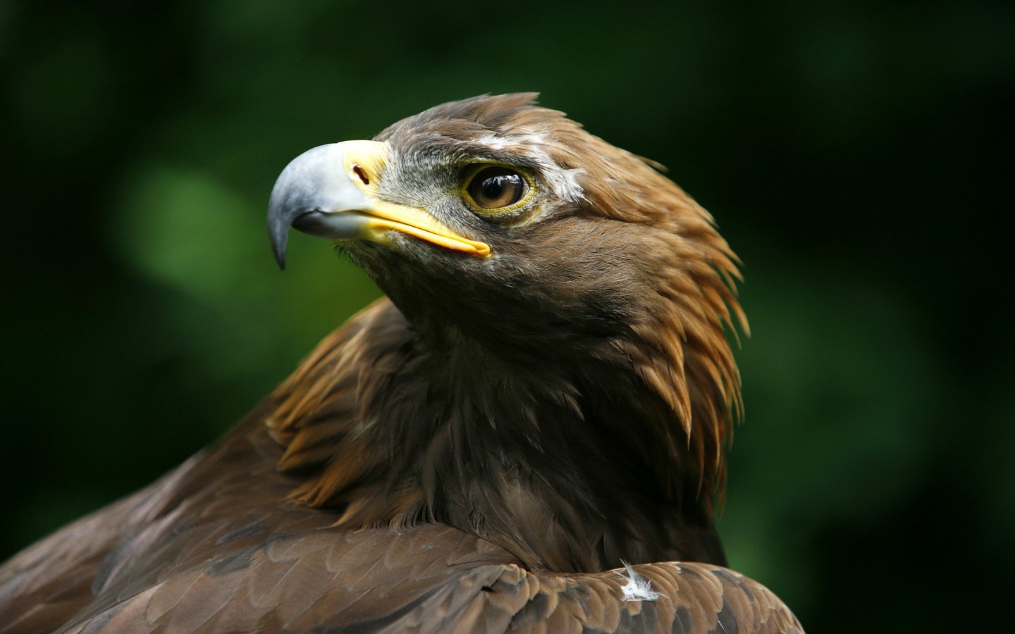 Обои орел, хищник, птица, клюв, беркут, голова, aquila chrysaetos, eagle, predator, bird, beak, head разрешение 1920x1200 Загрузить