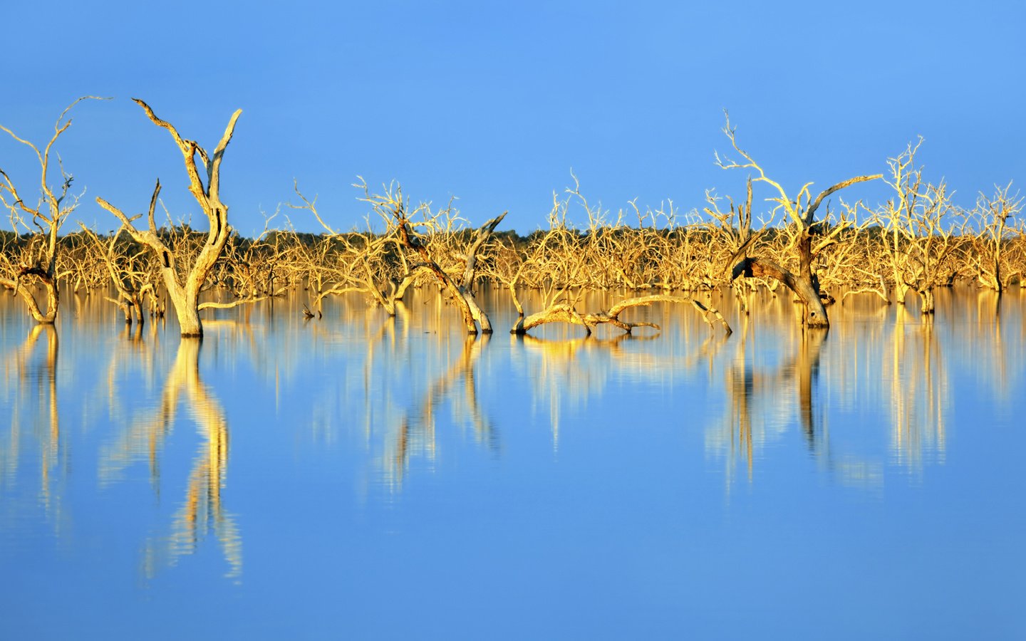 Обои небо, деревья, озеро, природа, отражение, австралия, коряги, the sky, trees, lake, nature, reflection, australia, driftwood разрешение 2560x1600 Загрузить