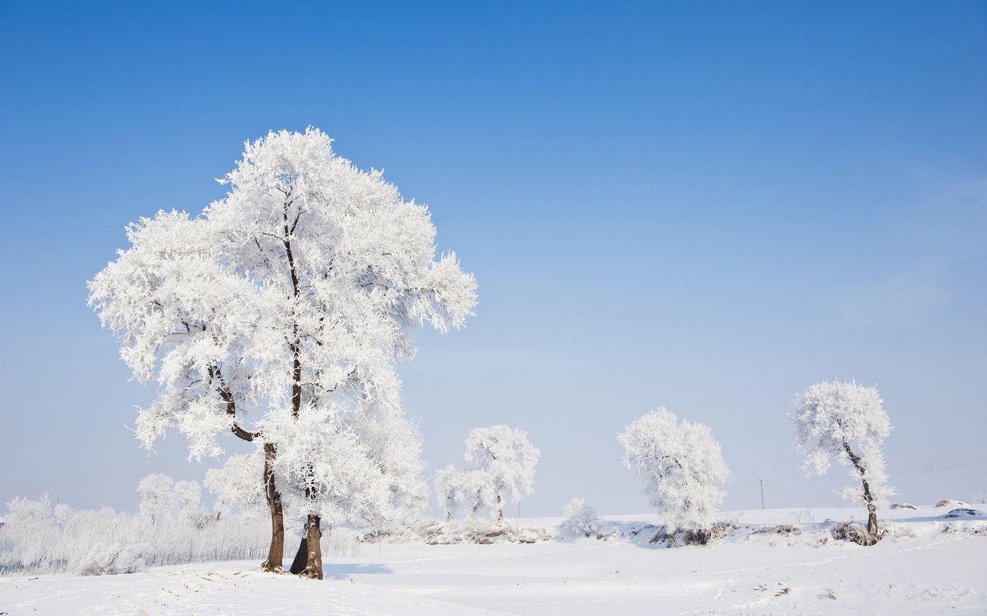 Обои деревья, природа, зима, пейзаж, иней, trees, nature, winter, landscape, frost разрешение 1920x1200 Загрузить