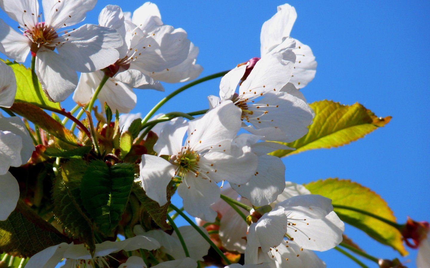 Обои небо, цветы, цветение, лепестки, весна, вишня, the sky, flowers, flowering, petals, spring, cherry разрешение 3648x2736 Загрузить