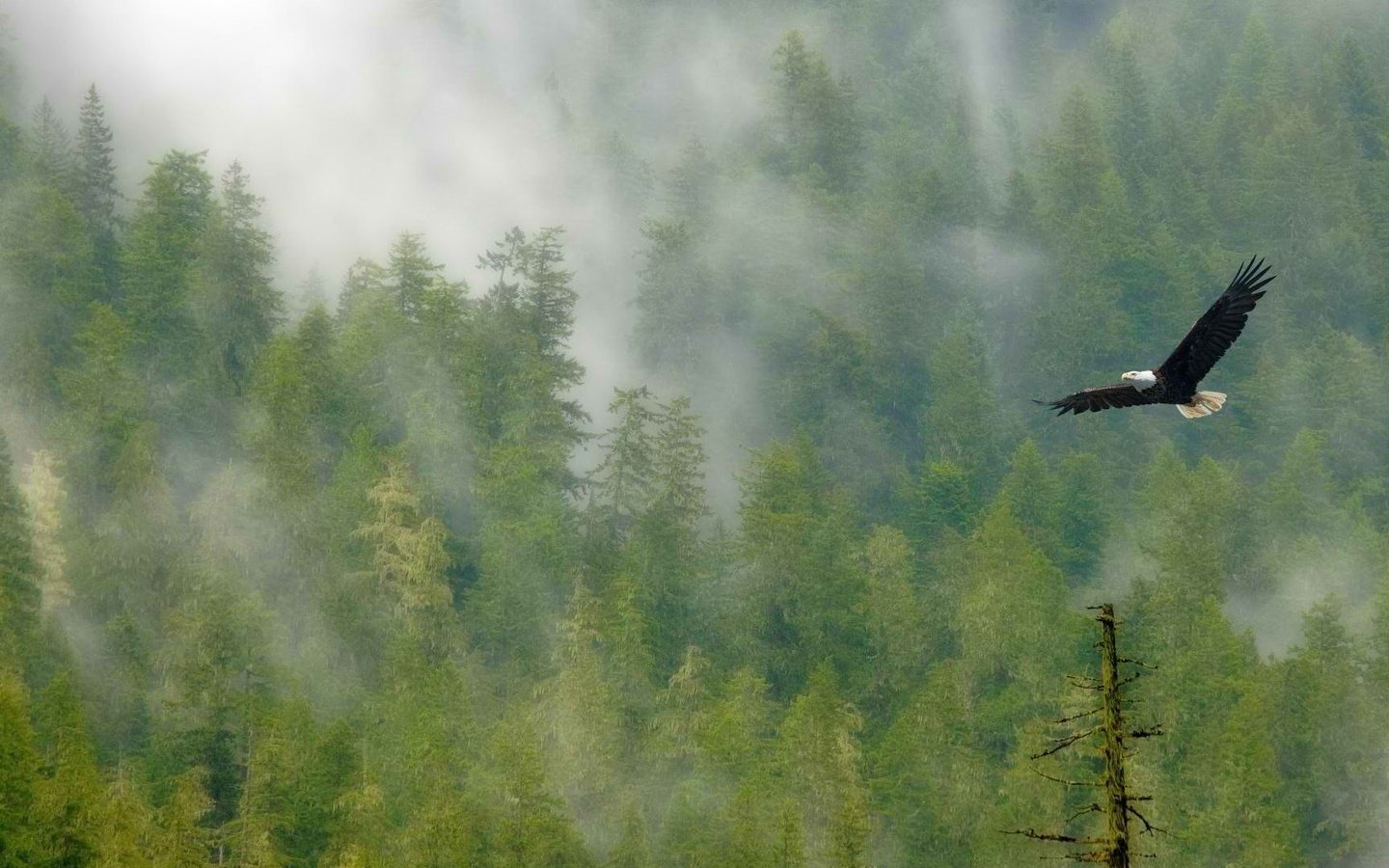 Обои деревья, лес, полет, туман, крылья, птица, белоголовый орлан, trees, forest, flight, fog, wings, bird, bald eagle разрешение 1920x1080 Загрузить