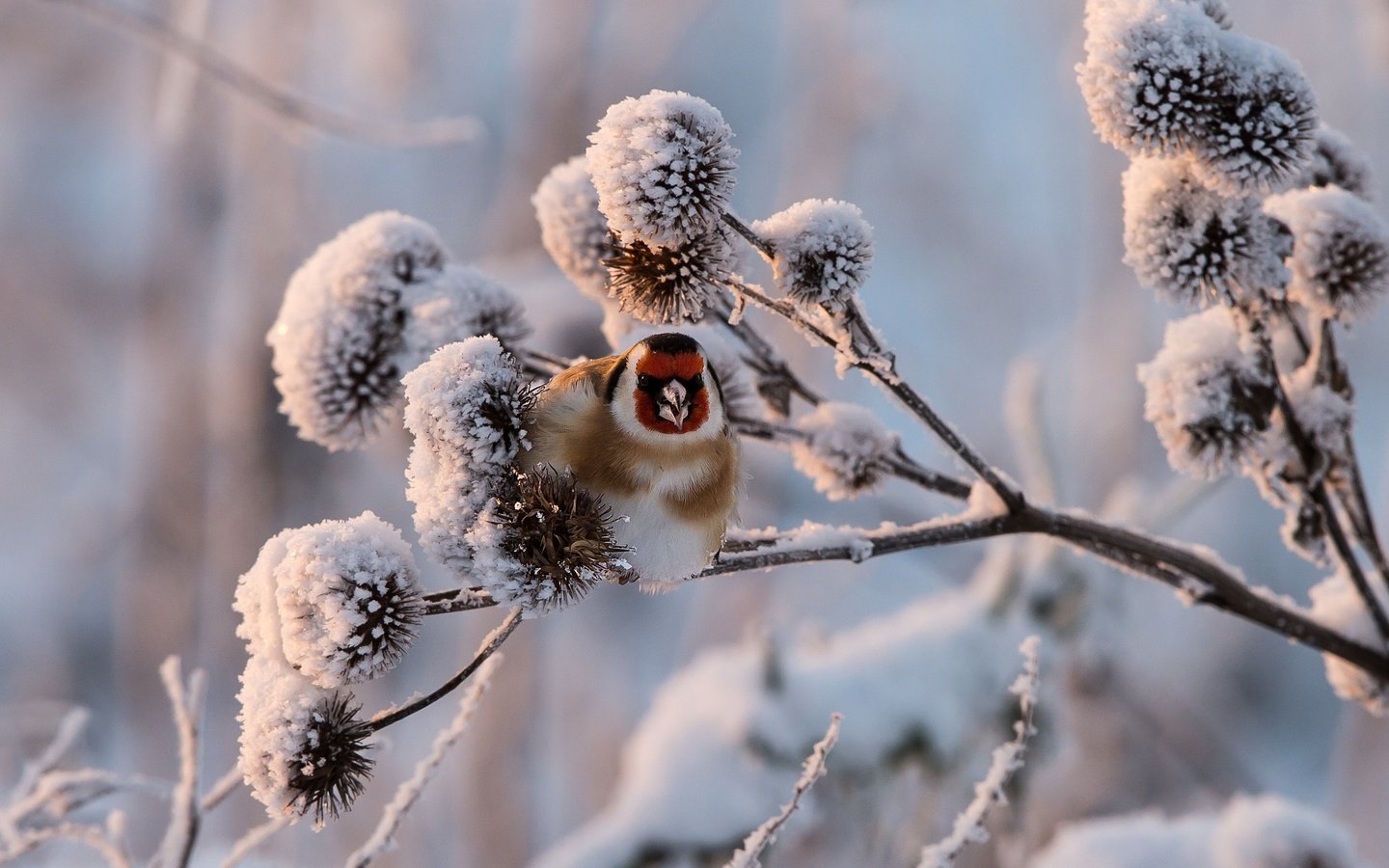 Обои снег, растения, зима, птица, щегол, snow, plants, winter, bird, goldfinch разрешение 2990x1708 Загрузить