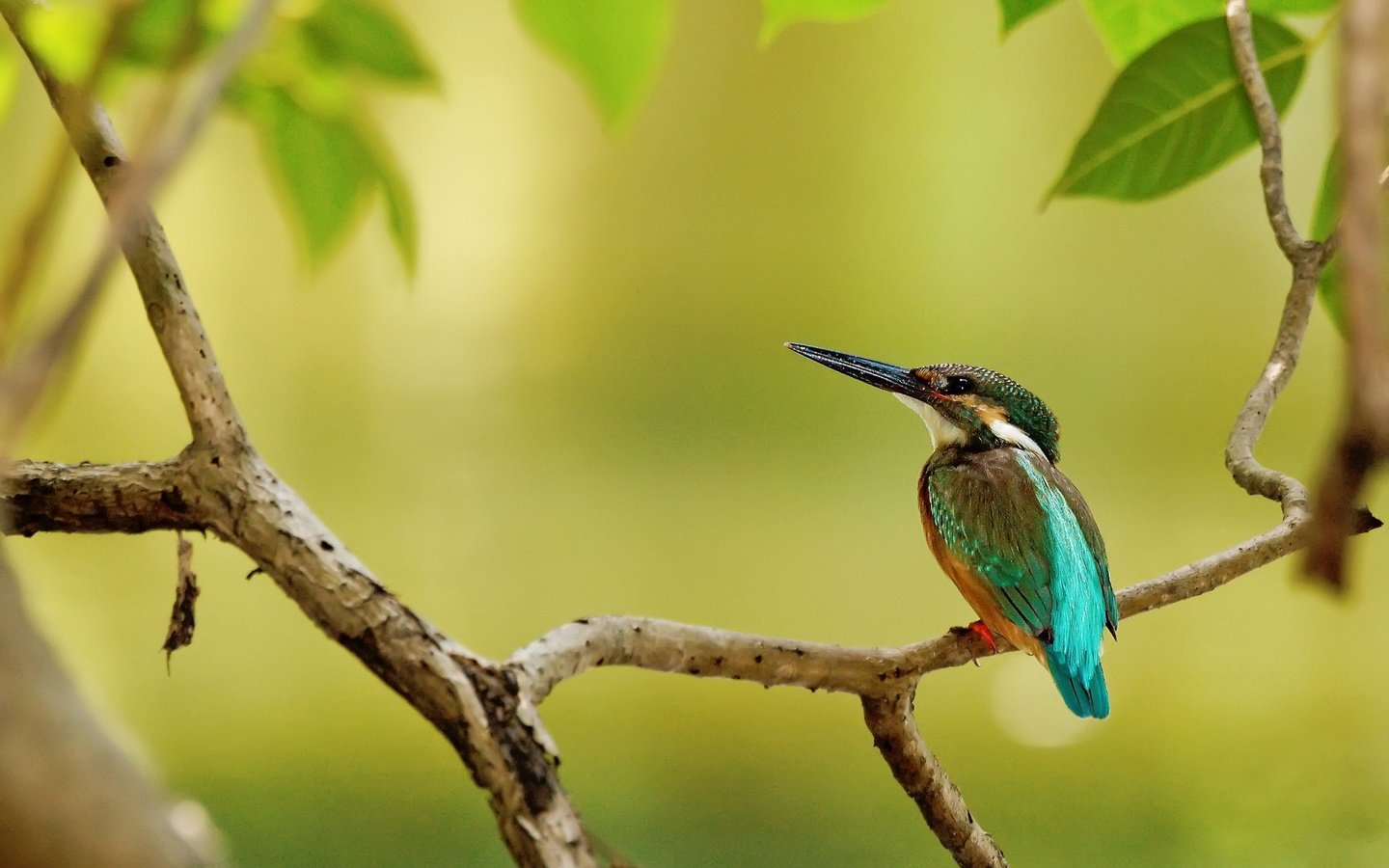 Обои ветка, дерево, листья, птица, клюв, перья, зимородок, branch, tree, leaves, bird, beak, feathers, kingfisher разрешение 2048x1365 Загрузить