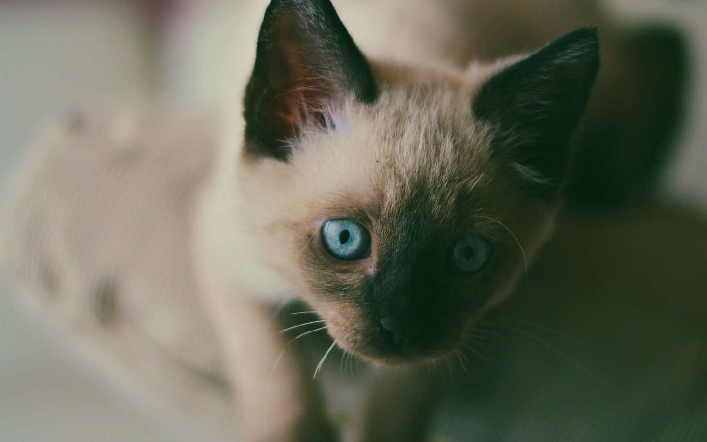 Обои мордочка, усы, кошка, взгляд, котенок, голубые глаза, сиамский, muzzle, mustache, cat, look, kitty, blue eyes, siamese разрешение 4993x4000 Загрузить