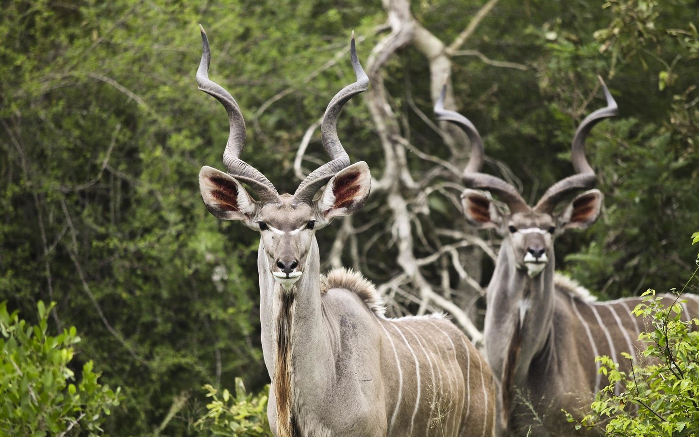 Обои природа, рога, антилопа, большой куду, куду, nature, horns, antelope, big kudu разрешение 2738x1825 Загрузить