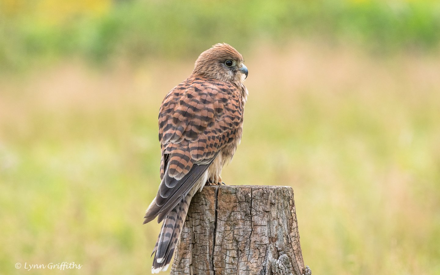 Обои природа, хищник, птица, клюв, перья, пень, пустельга, lynn griffiths, nature, predator, bird, beak, feathers, stump, kestrel разрешение 4306x2871 Загрузить