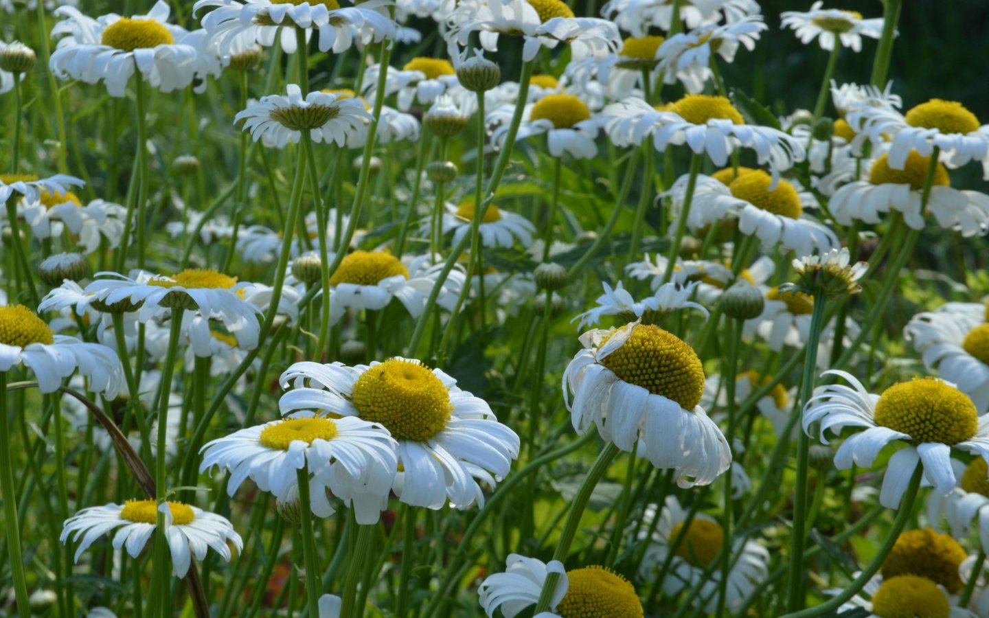 Обои цветы, лепестки, луг, ромашки, белые, стебли, flowers, petals, meadow, chamomile, white, stems разрешение 6016x4000 Загрузить