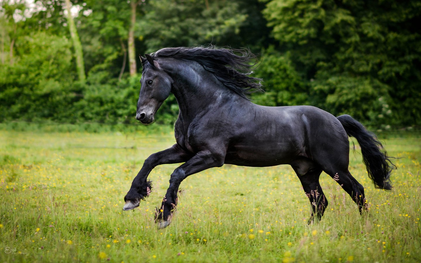 Обои лошадь, трава, конь, грива, хвост, беег, horse, grass, mane, tail, beeg разрешение 1920x1200 Загрузить