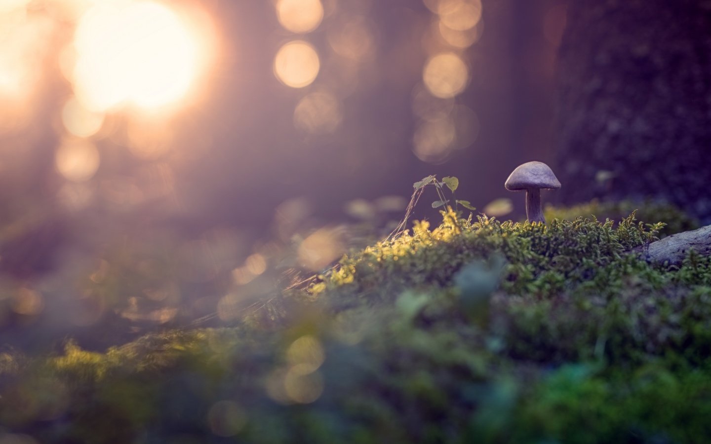 Обои природа, растения, макро, осень, грибы, гриб, мох, боке, nature, plants, macro, autumn, mushrooms, mushroom, moss, bokeh разрешение 2560x1515 Загрузить